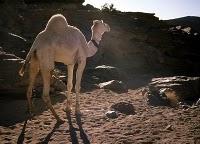 La sécheresse en Australie rend fous les chameaux