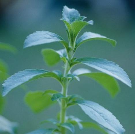 La stevia, la plante miracle, zéro calorie