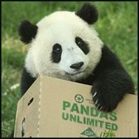 Pourquoi les pandas mangent du bambou ?
