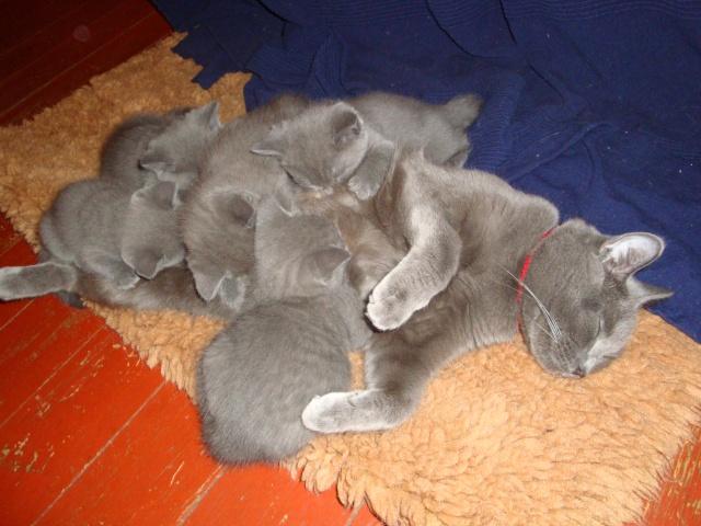 La petite famille du clan d’Iriwal : presque six semaines…