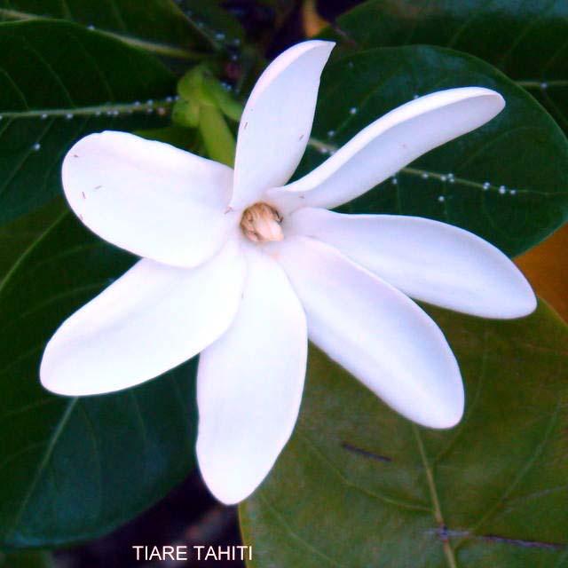 tiare-tahiti.1260536685.jpg