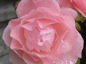 L’amour, rosée, fleurs jeunesse (Goethe)