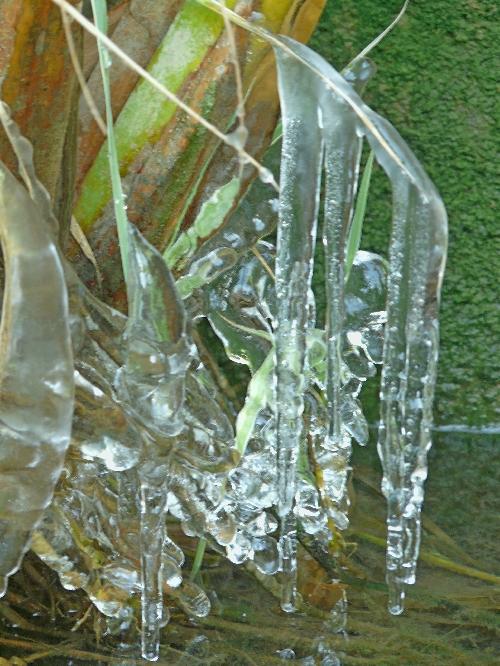 Le gel et ses conséquences dans notre jardin méditerranéen...
