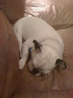 Rex, the laziest dog on FaceBook