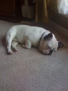 Rex, the laziest dog on FaceBook