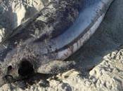Acidification océans baleines dauphins bientôt sourds