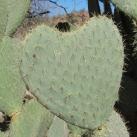 thumbs coeur 014 Des coeurs (37 photos)