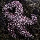 thumbs coeur 021 Des coeurs (37 photos)