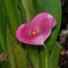 thumbs coeur 022 Des coeurs (37 photos)