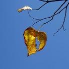 thumbs coeur 024 Des coeurs (37 photos)