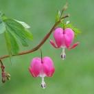 thumbs coeur 028 Des coeurs (37 photos)