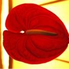 thumbs coeur 029 Des coeurs (37 photos)