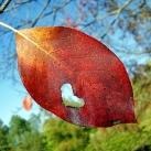 thumbs coeur 032 Des coeurs (37 photos)