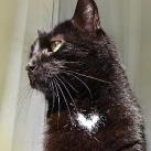 thumbs coeur 034 Des coeurs (37 photos)