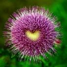 thumbs coeur 003 Des coeurs (37 photos)