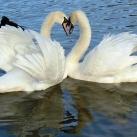 thumbs coeur 004 Des coeurs (37 photos)