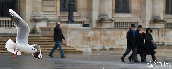 mouette-louvre