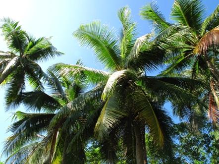 Philippines – Nature, Mangrove, Rain forest.