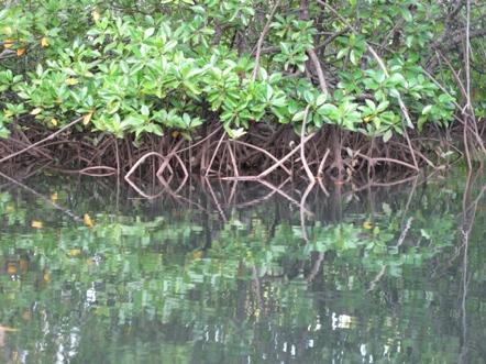 Philippines – Nature, Mangrove, Rain forest.