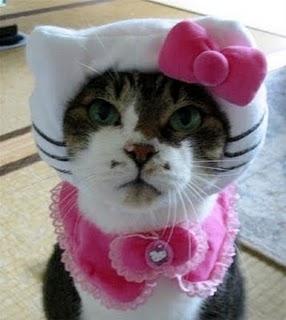 kitty