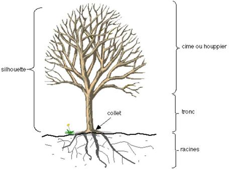 Les arbres - - Formes et variétés - Partie I/3 | À Voir