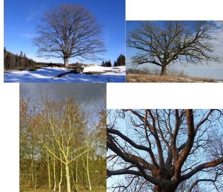 arbres-en-hiver.1261554006.jpg