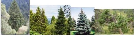 arbres-coniferes.1261553767.jpg