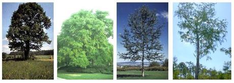 arbres-trasparence-des-feuilles.1261554193.jpg