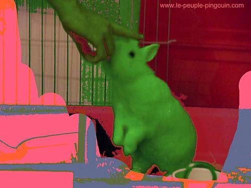 lapin fluo