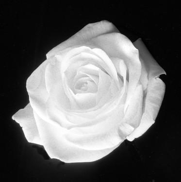 Une rose (Henri Michaux)