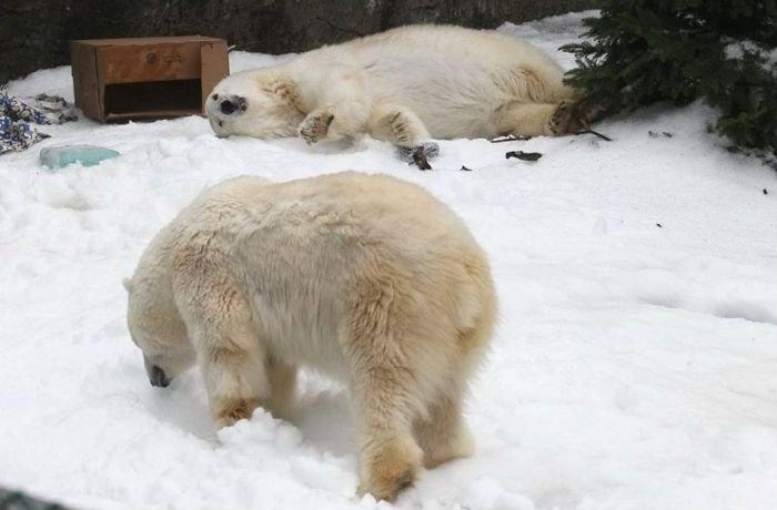 Noël blanc pour les ours polaires