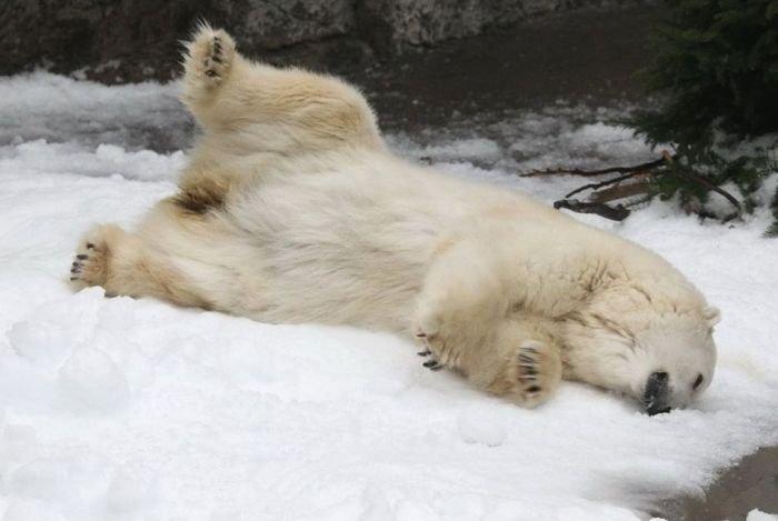 Noël blanc pour les ours polaires