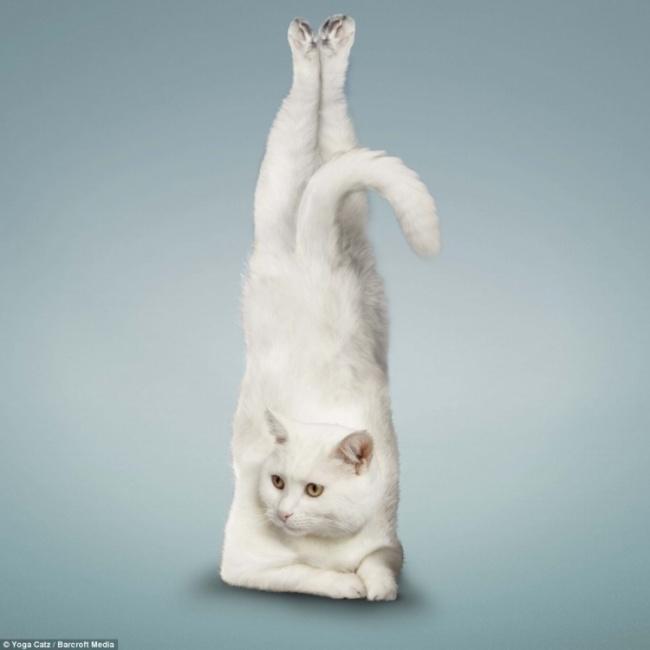 Des chats qui font du yoga pour un calendrier