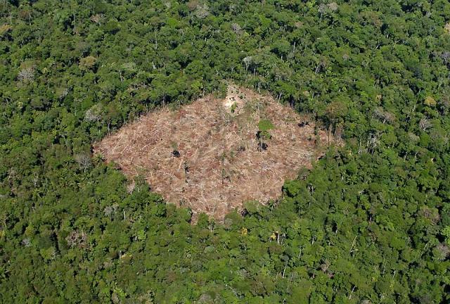 la déforestation , dans l’état du Parà, au Brésil