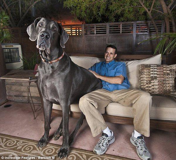 George, le plus grand chien du monde