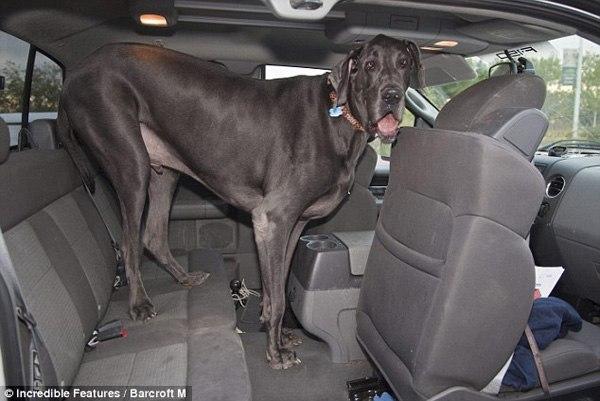 George, le plus grand chien du monde