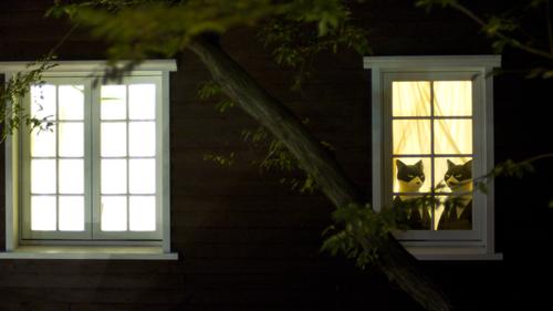 Tokyoluv: Des nuits lumineuses, des journées radieuses, du gris...