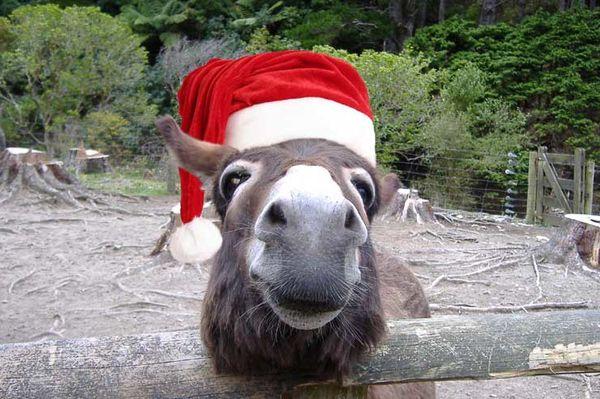 les animaux deguises en pere noel 000 Les animaux déguisés en Père Noël (100 photos)