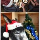 thumbs les animaux deguises en pere noel 027 Les animaux déguisés en Père Noël (100 photos)