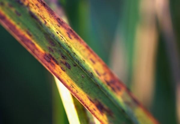 macro feuille