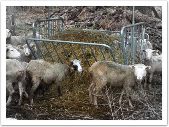 Quelques kilomètres à pied dans la campagne corrézienne