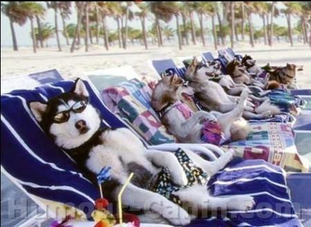 http://www.humour-canin.com/images/canin/photos/fr/big_3889-chien-vacances.jpg