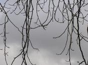 racines silence (Ramatuel)