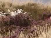 lande crépuscule (Kamo Chômei)