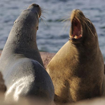 Australian_Sea_lion_0215