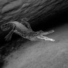 thumbs american photo images of the year 2009 002 American Photo: Images de lannée 2009 (98 photos)