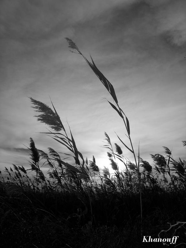 Mardi 29_12_2009_600.JPG