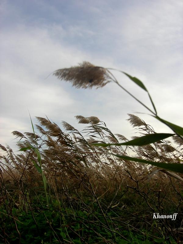 Mardi 29_12_2009_600 (2).JPG