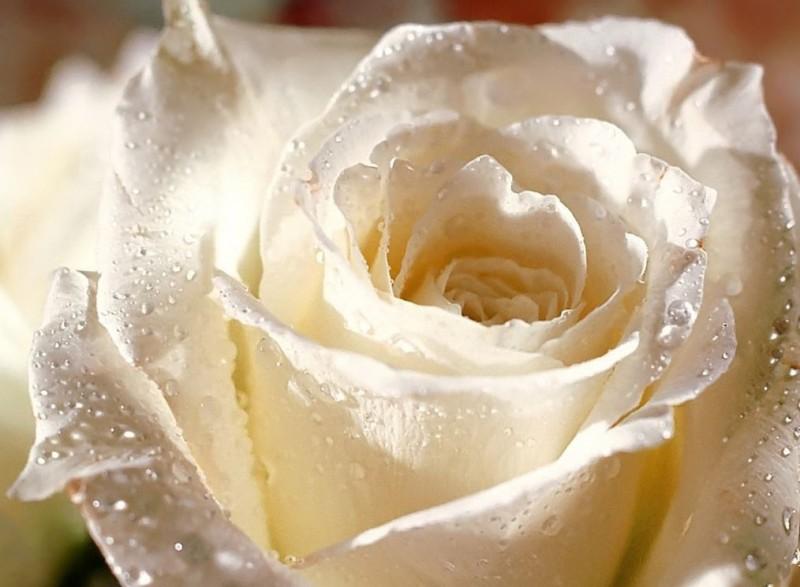 Une rose  (Pierre Dhainaut)