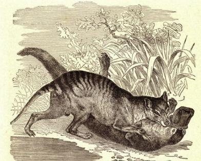 Thylacine, le défunt tigre de tasmanie